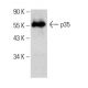 western blotting image from recommended p35 (B-1) monoclonal antibody replacement. Image 385350