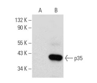 p35 Antibody (B-1) - Western Blotting - Image 389123 