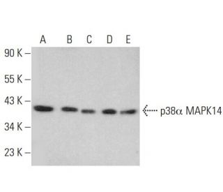p38 alpha MAPK14 Antibody (G-7) - Western Blotting - Image 349992 