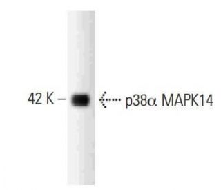 p38 alpha MAPK14 Antibody (27) - Western Blotting - Image 127545