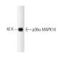 p38 alpha MAPK14 Antibody (27) - Western Blotting - Image 127545