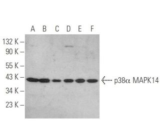 p38 alpha MAPK14 Antibody (9F12) - Western Blotting - Image 349991 