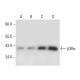 p38 alpha MAPK14 Antibody (D-5) - Western Blotting - Image 303869