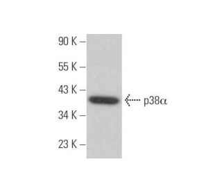 p38 alpha MAPK14 Antibody (D-5) - Western Blotting - Image 352719 