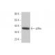 p38 alpha MAPK14 Antibody (D-5) - Western Blotting - Image 352719 
