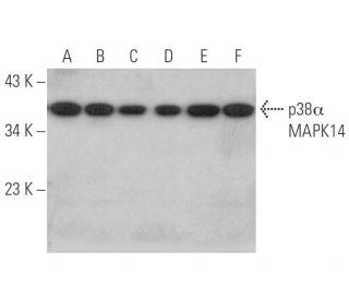 p38 alpha MAPK14 Antibody (F-9) - Western Blotting - Image 349989 