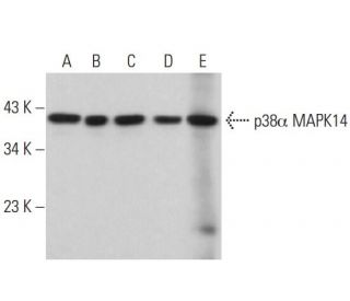 p38 alpha MAPK14 Antibody (G-7) - Western Blotting - Image 380067 