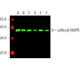 p38 alpha/beta MAPK Antibody (A-12) - Western Blotting - Image 396284 