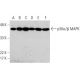 western blotting image from recommended p38 alpha/beta MAPK (A-12) monoclonal antibody replacement. Image 384072