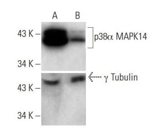 p38 alpha MAPK14 siRNA (h): sc-29433. Western blot analysis of p38 expression in non-transfected control (A) and p38 siRNA 