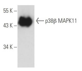 p38 beta MAPK11 Antibody (BB10) - Western Blotting - Image 10916 