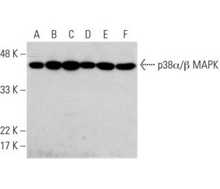 p38Î2 Antibody (E-20): sc-6187