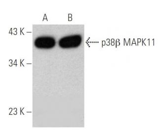 p38 beta MAPK11 Antibody (F-3) - Western Blotting - Image 353444 