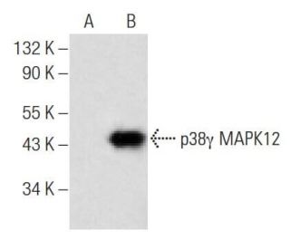 p38 gamma MAPK12 Antibody (E-11) - Western Blotting - Image 141713 