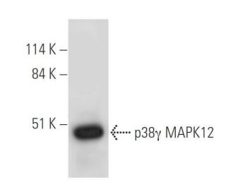 p38 gamma MAPK12 Antibody (E-11) - Western Blotting - Image 325215 