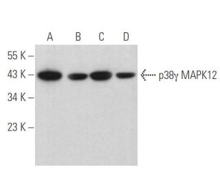 p38 gamma MAPK12 Antibody (E-4) - Western Blotting - Image 382306 