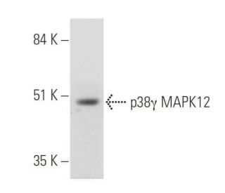 p38 gamma MAPK12 Antibody (E-5) - Western Blotting - Image 325214 