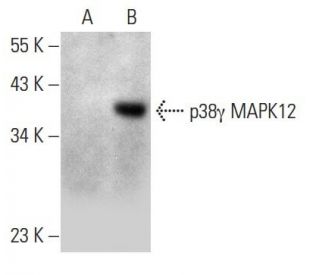 p38 gamma MAPK12 Antibody (G-9) - Western Blotting - Image 344510