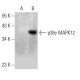 p38 gamma MAPK12 Antibody (G-9) - Western Blotting - Image 344510