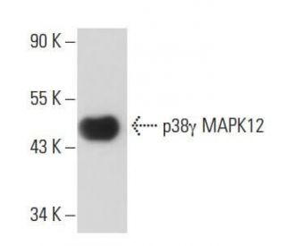 p38 gamma MAPK12 Antibody (G5F3) - Western Blotting - Image 10913