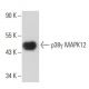 p38 gamma MAPK12 Antibody (G5F3) - Western Blotting - Image 10913
