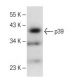p39 Antibody (D-9) - Western Blotting - Image 147830