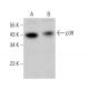 p39 Antibody (D-9) - Western Blotting - Image 382862 