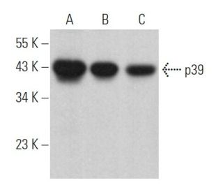 p39 Antibody (F-4) - Western Blotting - Image 364501 
