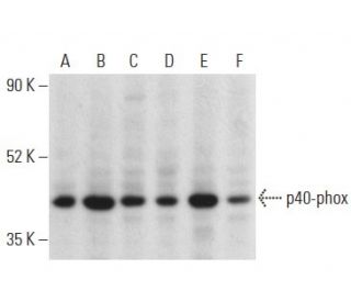 p40-phox Antibody (B-1) - Western Blotting - Image 399159 