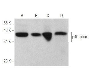 western blotting image from recommended p40-phox (D-8) monoclonal antibody replacement. Image 374731
