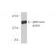 p400 Antibody (2A7) - Western Blotting - Image 350251