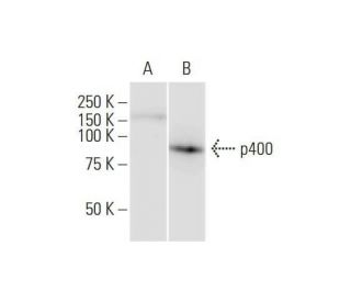 p400 Antibody (2A7) - Western Blotting - Image 352207 