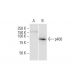 p400 Antibody (2A7) - Western Blotting - Image 352207 