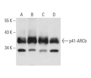 p41-ARCb Antibody (C-4) - Western Blotting - Image 131043 