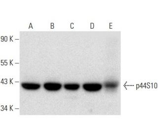 p44S10 Antibody (E-12) - Western Blotting - Image 296916 