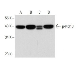p44S10 Antibody (H-5) - Western Blotting - Image 308178 