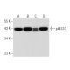 p44S10 Antibody (H-5) - Western Blotting - Image 308178 