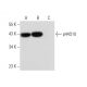 p44S10 Antibody (H-5) - Western Blotting - Image 308179 