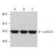 p44S10 Antibody (H-5) - Western Blotting - Image 367680