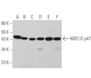 NSFL1C p47 Antibody (D-9) - Western Blotting - Image 363813 