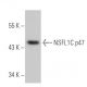 NSFL1C p47 Antibody (E-7) - Western Blotting - Image 356715 