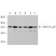 NSFL1C p47 Antibody (E-7) - Western Blotting - Image 363816