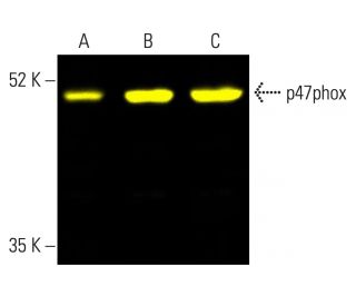 p47phox Antibody (A-7) - Western Blotting - Image 401996 