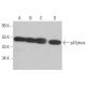 western blotting image from recommended p47phox (D-10) monoclonal antibody replacement. Image 380531
