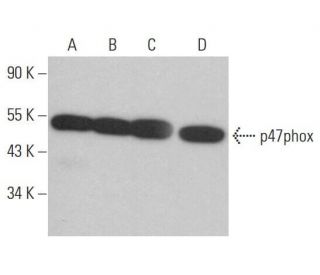 western blotting image from recommended p47phox (D-10) monoclonal antibody replacement. Image 380531