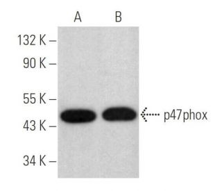 p47phox Antibody (D-10) - Western Blotting - Image 351965