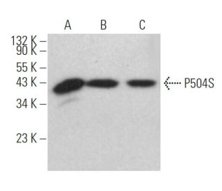 P504S Antibody (A-4) - Western Blotting - Image 374863 
