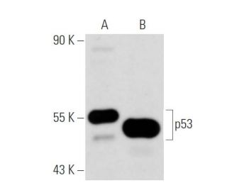 p53 Antibody (2B2.71) - Western Blotting - Image 17808 