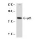 p53 Antibody (2Q366) - Western Blotting - Image 15833 