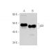 p53 Antibody (2Q366) - Western Blotting - Image 17807